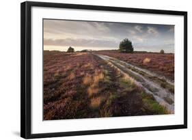 Flowering Common Heather (Calluna Vulgaris) on Heathland, Arne Rspb Reserve, Dorset, England, UK-Ross Hoddinott-Framed Photographic Print