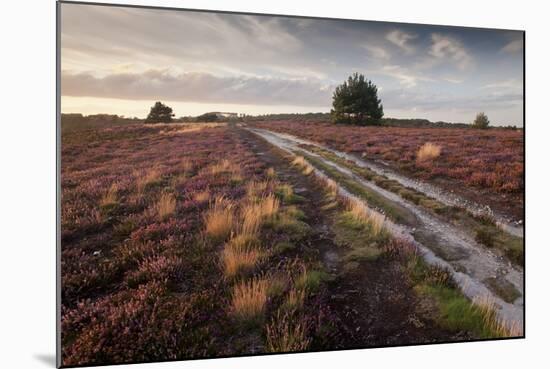 Flowering Common Heather (Calluna Vulgaris) on Heathland, Arne Rspb Reserve, Dorset, England, UK-Ross Hoddinott-Mounted Photographic Print