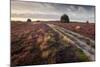 Flowering Common Heather (Calluna Vulgaris) on Heathland, Arne Rspb Reserve, Dorset, England, UK-Ross Hoddinott-Mounted Photographic Print