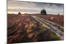 Flowering Common Heather (Calluna Vulgaris) on Heathland, Arne Rspb Reserve, Dorset, England, UK-Ross Hoddinott-Mounted Photographic Print