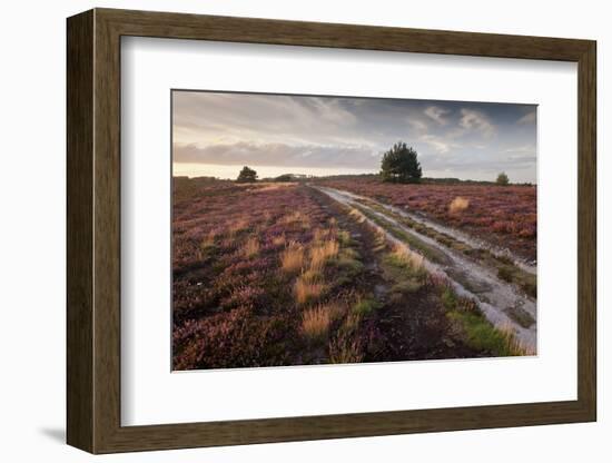 Flowering Common Heather (Calluna Vulgaris) on Heathland, Arne Rspb Reserve, Dorset, England, UK-Ross Hoddinott-Framed Photographic Print