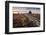 Flowering Common Heather (Calluna Vulgaris) on Heathland, Arne Rspb Reserve, Dorset, England, UK-Ross Hoddinott-Framed Photographic Print