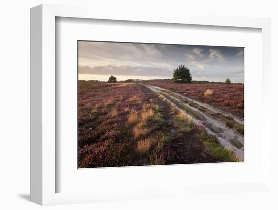 Flowering Common Heather (Calluna Vulgaris) on Heathland, Arne Rspb Reserve, Dorset, England, UK-Ross Hoddinott-Framed Photographic Print