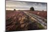 Flowering Common Heather (Calluna Vulgaris) on Heathland, Arne Rspb Reserve, Dorset, England, UK-Ross Hoddinott-Mounted Photographic Print