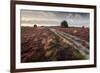 Flowering Common Heather (Calluna Vulgaris) on Heathland, Arne Rspb Reserve, Dorset, England, UK-Ross Hoddinott-Framed Photographic Print