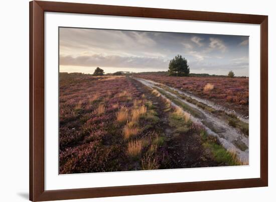 Flowering Common Heather (Calluna Vulgaris) on Heathland, Arne Rspb Reserve, Dorset, England, UK-Ross Hoddinott-Framed Photographic Print