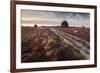 Flowering Common Heather (Calluna Vulgaris) on Heathland, Arne Rspb Reserve, Dorset, England, UK-Ross Hoddinott-Framed Photographic Print