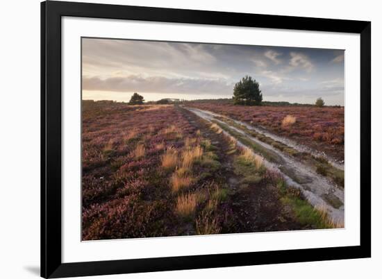 Flowering Common Heather (Calluna Vulgaris) on Heathland, Arne Rspb Reserve, Dorset, England, UK-Ross Hoddinott-Framed Photographic Print