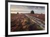 Flowering Common Heather (Calluna Vulgaris) on Heathland, Arne Rspb Reserve, Dorset, England, UK-Ross Hoddinott-Framed Photographic Print