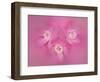 Flowering currant, close up of pink flowers. Banbridge, Northern Ireland, UK. Composite image-Robert Thompson-Framed Photographic Print