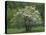 Flowering Dogwood, Blue Ridge Parkway, Virginia, USA-Charles Gurche-Stretched Canvas