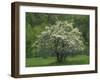 Flowering Dogwood, Blue Ridge Parkway, Virginia, USA-Charles Gurche-Framed Photographic Print