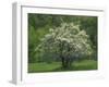 Flowering Dogwood, Blue Ridge Parkway, Virginia, USA-Charles Gurche-Framed Photographic Print