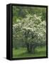 Flowering Dogwood, Blue Ridge Parkway, Virginia, USA-Charles Gurche-Framed Stretched Canvas