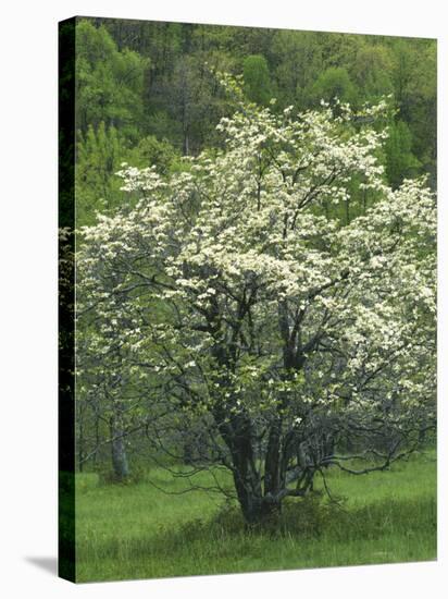 Flowering Dogwood, Blue Ridge Parkway, Virginia, USA-Charles Gurche-Stretched Canvas