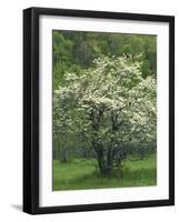 Flowering Dogwood, Blue Ridge Parkway, Virginia, USA-Charles Gurche-Framed Photographic Print