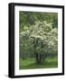 Flowering Dogwood, Blue Ridge Parkway, Virginia, USA-Charles Gurche-Framed Photographic Print