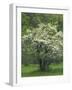 Flowering Dogwood, Blue Ridge Parkway, Virginia, USA-Charles Gurche-Framed Photographic Print