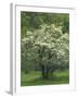 Flowering Dogwood, Blue Ridge Parkway, Virginia, USA-Charles Gurche-Framed Photographic Print