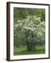 Flowering Dogwood, Blue Ridge Parkway, Virginia, USA-Charles Gurche-Framed Photographic Print