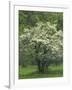 Flowering Dogwood, Blue Ridge Parkway, Virginia, USA-Charles Gurche-Framed Photographic Print