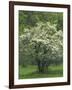 Flowering Dogwood, Blue Ridge Parkway, Virginia, USA-Charles Gurche-Framed Photographic Print