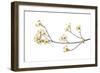 Flowering Dogwood Branch on White Background, Marion County, Illinois-Richard and Susan Day-Framed Photographic Print