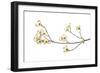 Flowering Dogwood Branch on White Background, Marion County, Illinois-Richard and Susan Day-Framed Photographic Print