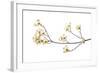 Flowering Dogwood Branch on White Background, Marion County, Illinois-Richard and Susan Day-Framed Photographic Print