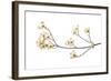 Flowering Dogwood Branch on White Background, Marion County, Illinois-Richard and Susan Day-Framed Photographic Print