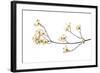 Flowering Dogwood Branch on White Background, Marion County, Illinois-Richard and Susan Day-Framed Photographic Print