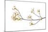 Flowering Dogwood Branch on White Background, Marion County, Illinois-Richard and Susan Day-Mounted Photographic Print
