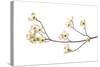 Flowering Dogwood Branch on White Background, Marion County, Illinois-Richard and Susan Day-Stretched Canvas