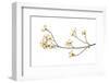 Flowering Dogwood Branch on White Background, Marion County, Illinois-Richard and Susan Day-Framed Photographic Print