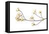 Flowering Dogwood Branch on White Background, Marion County, Illinois-Richard and Susan Day-Framed Stretched Canvas