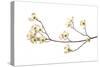 Flowering Dogwood Branch on White Background, Marion County, Illinois-Richard and Susan Day-Stretched Canvas