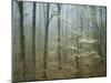 Flowering Dogwood in foggy forest, Appalachian Trail, Shenandoah National Park, Virginia, USA-Charles Gurche-Mounted Premium Photographic Print