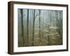 Flowering Dogwood in foggy forest, Appalachian Trail, Shenandoah National Park, Virginia, USA-Charles Gurche-Framed Photographic Print