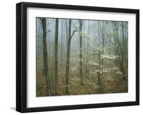Flowering Dogwood in foggy forest, Appalachian Trail, Shenandoah National Park, Virginia, USA-Charles Gurche-Framed Photographic Print