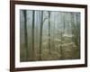 Flowering Dogwood in foggy forest, Appalachian Trail, Shenandoah National Park, Virginia, USA-Charles Gurche-Framed Photographic Print