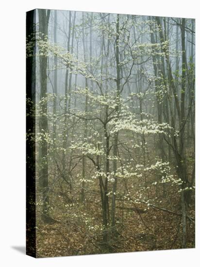 Flowering Dogwood in foggy forest, Appalachian Trail, Shenandoah National Park, Virginia, USA-Charles Gurche-Stretched Canvas