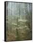 Flowering Dogwood in foggy forest, Appalachian Trail, Shenandoah National Park, Virginia, USA-Charles Gurche-Framed Stretched Canvas