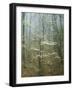 Flowering Dogwood in foggy forest, Appalachian Trail, Shenandoah National Park, Virginia, USA-Charles Gurche-Framed Photographic Print