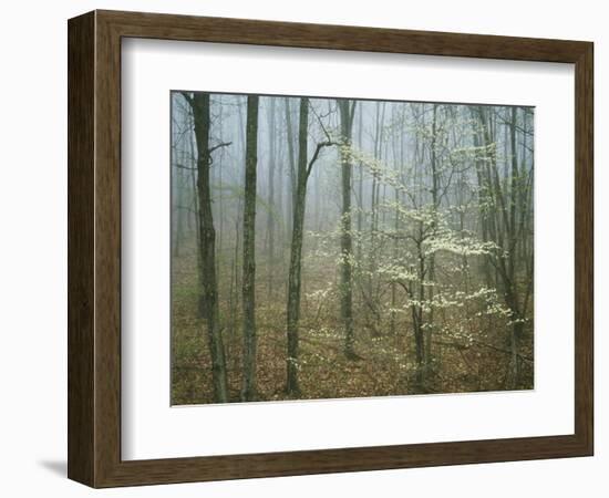 Flowering Dogwood in foggy forest, Appalachian Trail, Shenandoah National Park, Virginia, USA-Charles Gurche-Framed Photographic Print