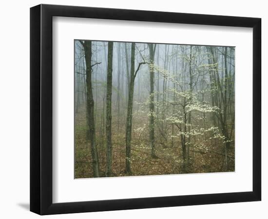 Flowering Dogwood in foggy forest, Appalachian Trail, Shenandoah National Park, Virginia, USA-Charles Gurche-Framed Photographic Print