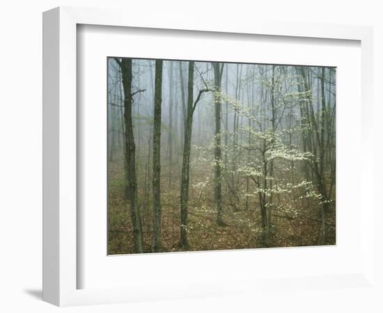 Flowering Dogwood in foggy forest, Appalachian Trail, Shenandoah National Park, Virginia, USA-Charles Gurche-Framed Photographic Print