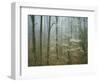 Flowering Dogwood in foggy forest, Appalachian Trail, Shenandoah National Park, Virginia, USA-Charles Gurche-Framed Photographic Print