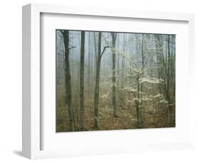 Flowering Dogwood in foggy forest, Appalachian Trail, Shenandoah National Park, Virginia, USA-Charles Gurche-Framed Photographic Print