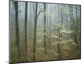 Flowering Dogwood in foggy forest, Appalachian Trail, Shenandoah National Park, Virginia, USA-Charles Gurche-Mounted Photographic Print