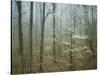 Flowering Dogwood in foggy forest, Appalachian Trail, Shenandoah National Park, Virginia, USA-Charles Gurche-Stretched Canvas